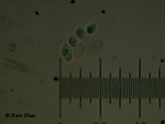 Armillaria sinapina  spores
