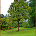 MAHE' : alcuni alberi del Botanical Park