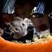 Mouse in the Halloween pumpkin!