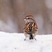 bruant hudsonien/tree sparrow