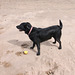 BDD - beach dog