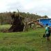 DSCN2010 - figueira no Morro das Pedras, após ciclone