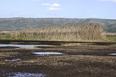 Papyrus Reeds – Hula Valley Nature Reserve, Upper Galilee, Israel