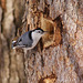 sitelle à poitrine blanche/white-breasted nuthatch