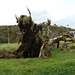 DSCN2011 - figueira no Morro das Pedras, após ciclone