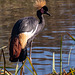 East African crowned crane2