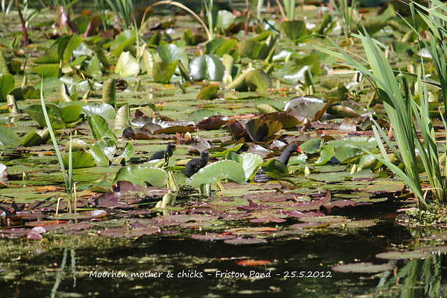 Moorhen mother & chicks - Friston Pond - 25 5 2012