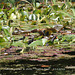Moorhen mother & chicks - Friston Pond - 25 5 2012