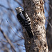 pic mineur/downy woodpecker.