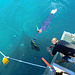 Fische streicheln am Great Barrier Reef
