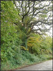 roadside oak