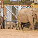 Elephant babies