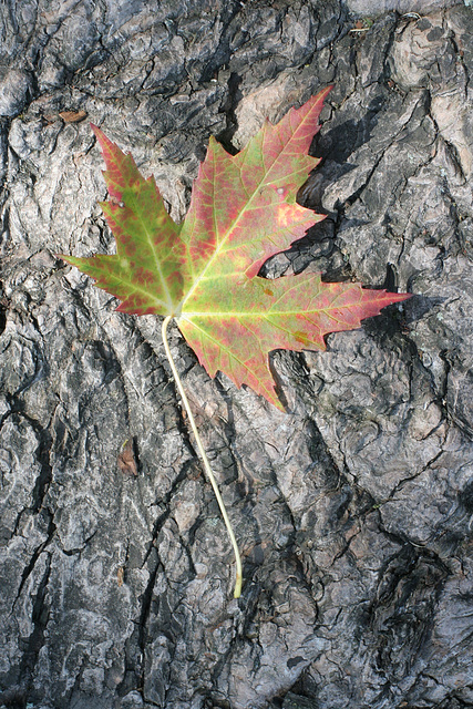 9/50 maple leaf, feuille d'érable