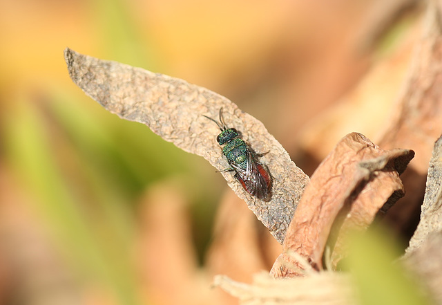 Galley Hill Jewel Wasp