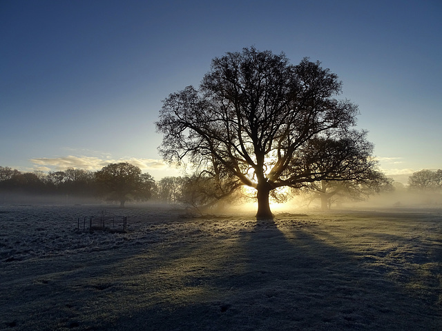 Frosty morning at Attingham