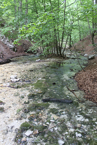 Oasis in the Woods - The River at Grotta Delle Fate