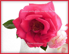 Ma rose pour toi ma chère Héléna**************