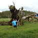 DSCN2013 - figueira no Morro das Pedras, após ciclone