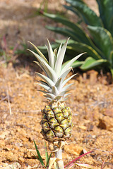 our pineapple