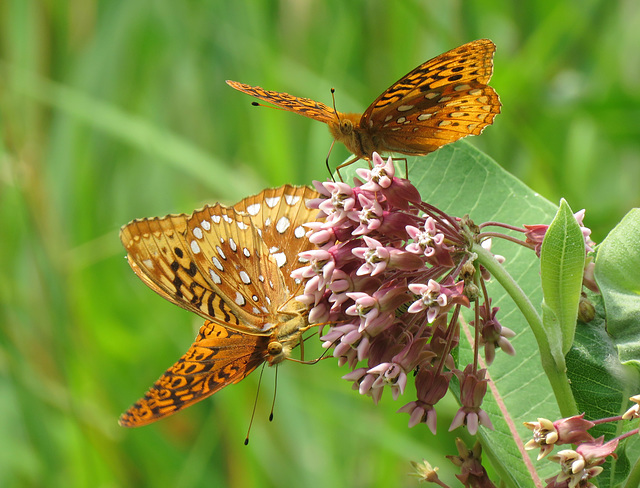 Three Great Spangled Fritillay butterflies on one milkweed flower cluster