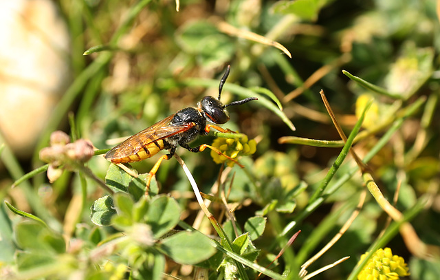 Galley Hill Wasp 1