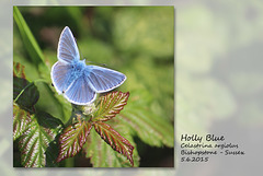 Holly Blue butterfly - Bishopstone - Sussex - 5.6.2015