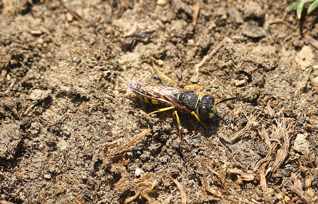 Galley Hill Wasp 2