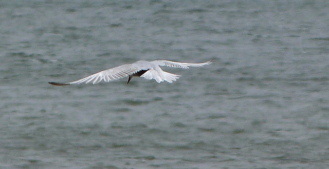 Tern small, black underneath, black head.