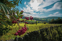 Rowan berries in the landscape