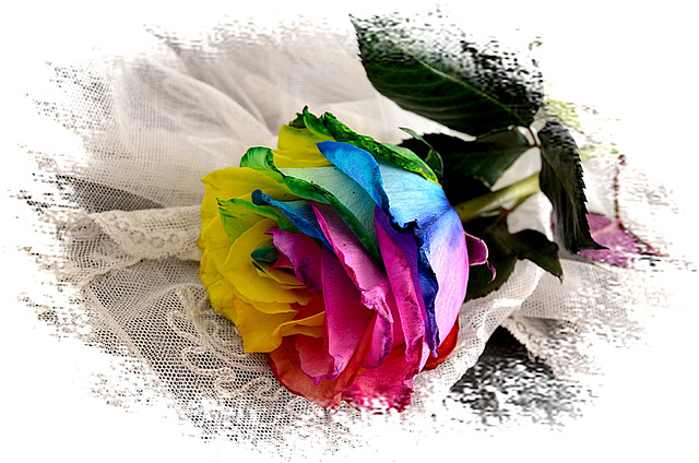 ~ Rainbow Rose ~