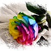 ~ Rainbow Rose ~