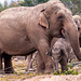 Elephant family2