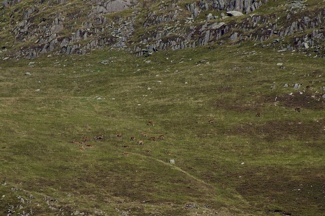 Red Deer on Place Fell