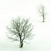 winter trees DSC 0448