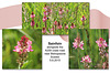 Sainfoin - Buckle By-pass - Bishopstone - Sussex - 5.6.2015