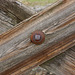 Trestle Bolt and Boards