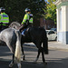IMG 9314-001-Mounted Met Police 2
