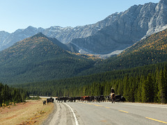 Cattle drive in the mountains of Kananaskis, Alberta