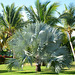 Dominican Republic, Bismarck's Palm in the Park at the Ocean Blue & Sand Hotel