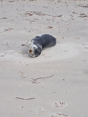 Long nosed fur seal South Australian beach