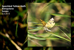 Speckled Yellow Moth - Bishopstone - Sussex - 5.6.2015