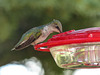 Thirsty little Calliope Hummingbird