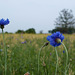 Cornflowers in the field