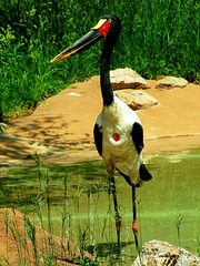 Saddle-billed Stork (Ephippiorhynchus senegalensis)