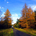 Golden Larch by forest road, North Yorkshire