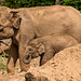 Elephant with a baby elephant