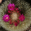 Cactus flowering.
