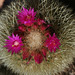 Cactus flowering.