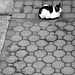 Cat on paving