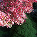 029  Schneeballbaum (Viburnum) im Herbstlaub